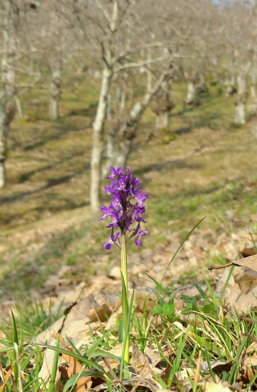 Dactylorhiza romana e prime fioriture tra Lazio e Campania - marzo 2023.